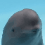 smiling dolphin icon